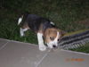 Beagle Foto (ID 35724) Beagle Hund