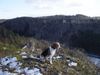 Beagle Foto: meine Welt... (ID 22938) Beagle Hund
