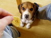 Beagle Foto: Banana-Benny (ID 27289) Beagle Hund