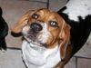 Beagle Foto: Da macht der Oscar dicke Backen!!! (ID 34589) Beagle Hund