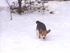 Beagle Foto (ID 30170) Beagle Hund