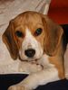 Beagle Foto: yosie (ID 13982) Beagle Hund