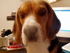 Beagle Foto: Smokie (ID 29489) Beagle Hund