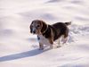 Beagle Foto: Benny unser Schnee(ge)stöber-Hund (ID 28248) Beagle Hund