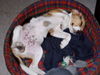 Beagle Foto: Boah..bin isch fertisch... (ID 29491) Beagle Hund