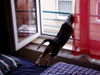 Beagle Foto: Haltungsnote: Supertoll! (ID 29490) Beagle Hund
