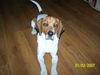Beagle Foto: da bin ich wieder...der oscar (ID 37402) Beagle Hund