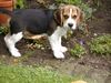 Beagle Foto: Alex erkundet den Garten (ID 8451) Beagle Hund