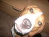 Beagle Foto: mein Spike (ID 28515) Beagle Hund
