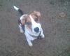 Beagle Foto: Können diese Augen lügen (-: ??? (ID 36691) Beagle Hund