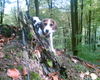 Beagle Foto: Kuckuck... (-: (ID 35197) Beagle Hund