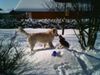 Beagle Foto: Tamira und Goldi (ID 21151) Beagle Hund