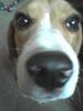 Beagle Foto: Benny (ID 28528) Beagle Hund