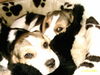 Beagle Foto: Unsere Lieblinge... (ID 26881) Beagle Hund