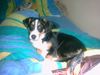 Beagle Foto: Heute MaL-->LiEb (ID 21322) Beagle Hund