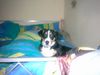Beagle Foto: HaLLo ich bin Bunny 5.mon Alt ( jackrussel / beagle mIx) (ID 21310) Beagle Hund