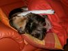 Beagle Foto: typisch Rudeltier (unsere Dolly) (ID 34687) Beagle Hund