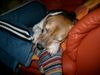 Beagle Foto: Unsere Dolly bei ihrer Lieblingsbeschäftigung (ID 34686) Beagle Hund