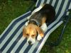 Beagle Foto: unsere Lilli (ID 25039) Beagle Hund