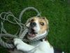 Beagle Foto: Mein Lieblingsspielzeug (ID 25038) Beagle Hund