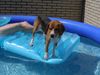 Beagle Foto: Captain Beagle auf großer Tour (ID 16129) Beagle Hund