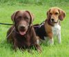 Beagle Foto: Cido und Tamira (ID 24969) Beagle Hund