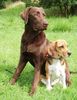 Beagle Foto: Cido ist wie ein großer Bruder für Tamira (ID 24970) Beagle Hund