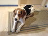 Beagle Foto: Ich bin so ein feiner!!! (ID 31387) Beagle Hund