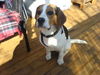 Beagle Foto: HALLO (ID 31388) Beagle Hund