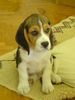 Beagle Foto: iron-iseo (ID 36741) Beagle Hund