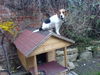 Beagle Foto: Das ist meine Hütte (ID 31072) Beagle Hund