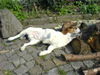 Beagle Foto: SO schön warm (ID 31075) Beagle Hund