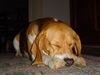 Beagle Foto: Hoja (ID 36592) Beagle Hund