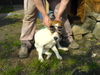 Beagle Foto: Wo steht mein Cabrio??? (ID 31390) Beagle Hund