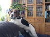 Beagle Foto: Ich??? (ID 31389) Beagle Hund