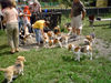 Beagle Foto (ID 38663) Beagle Hund