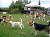 Beagle Foto (ID 38662) Beagle Hund