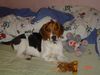 Beagle Foto: Barnie mit Schlafzimmerblick (ID 8536) Beagle Hund