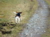 Beagle Foto: Zoe von Amade AUSTRIA (ID 36357) Beagle Hund