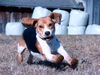Beagle Foto: Zoe von Amade Austria (ID 37076) Beagle Hund
