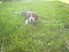Beagle Foto: chester mit 8 wochen (ID 11784) Beagle Hund