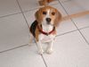 Beagle Foto: Monty (ID 14164) Beagle Hund