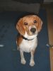 Beagle Foto: Paula (ID 17727) Beagle Hund
