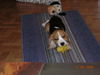 Beagle Foto (ID 35723) Beagle Hund