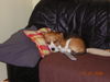 Beagle Foto (ID 35725) Beagle Hund