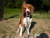 Beagle Hund