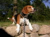 Beagle Hund