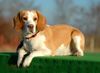 Beagle Foto: Eine kleine Pause auf dem Hundplatz (ID 20437) Beagle Hund