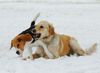Beagle Foto: Auf dem Hundeplatz - kleine Meinungsverschiedenheit (ID 20448) Beagle Hund