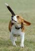 Beagle Foto: auf dem Hundeplatz (ID 20470) Beagle Hund